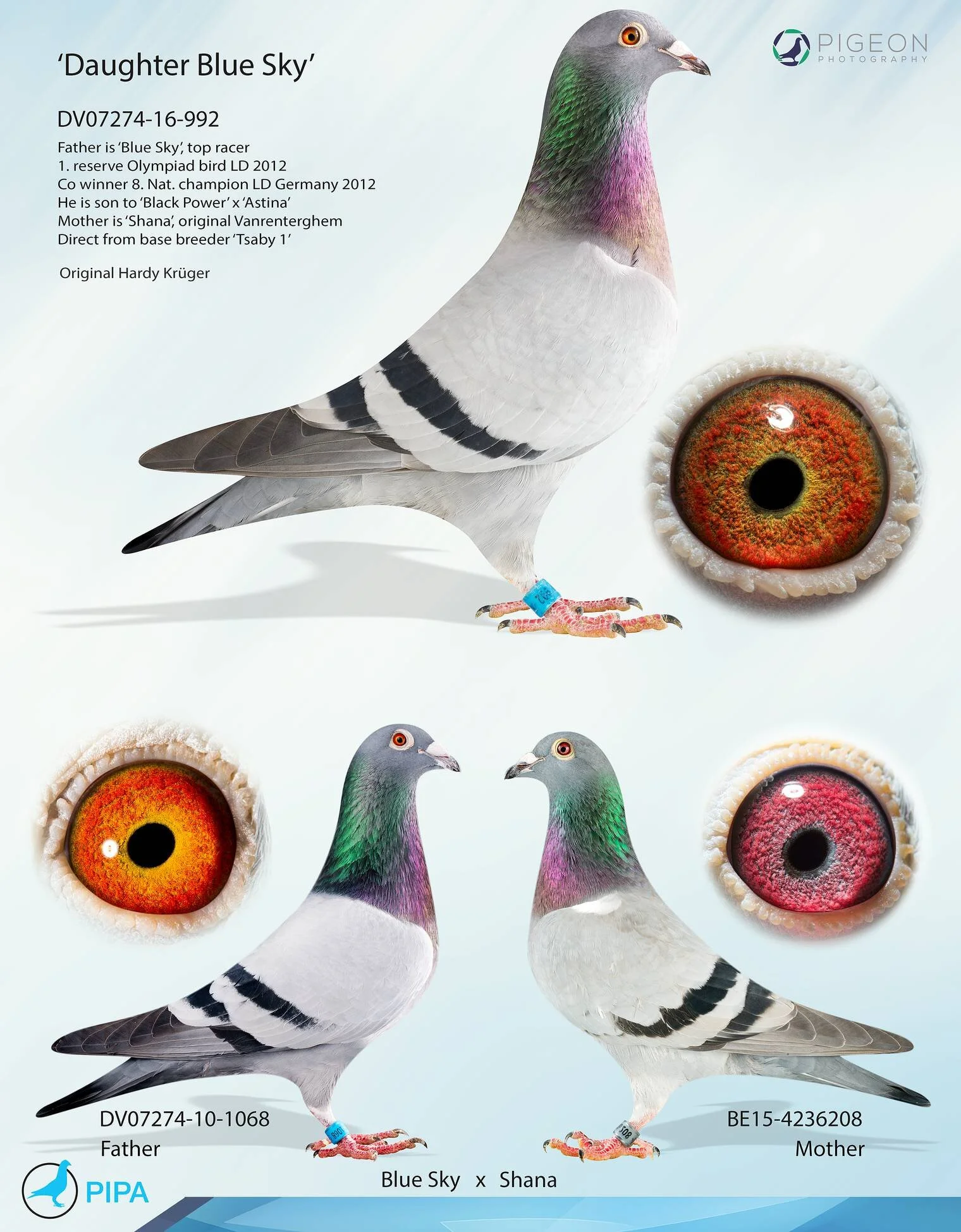 Breeders — Aztec Loft